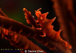 Rhino Shrimp - Miropandalus hardingi by Dennis Chen 